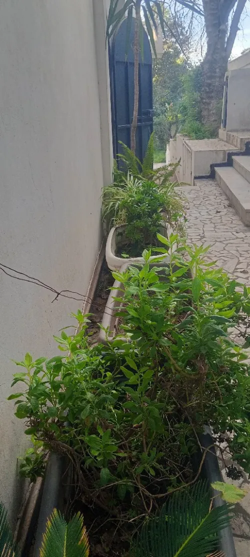 Vente Appartement F3 Alger El biar