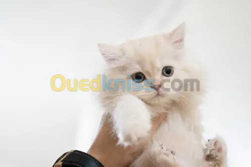 chatons british shorthair et scotish  fold
