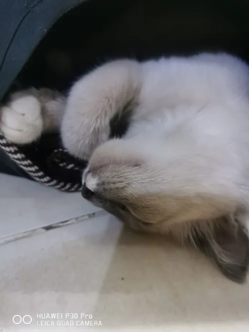 Chat tres sage mange tout