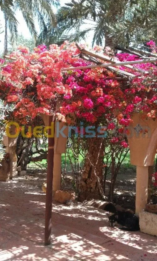 Vente Villa Biskra Biskra