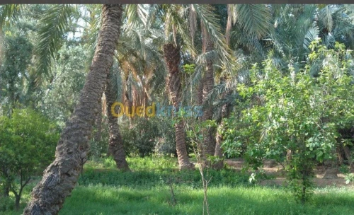 Vente Villa Biskra Biskra