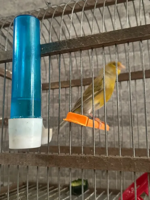 Canari porteur satiner
