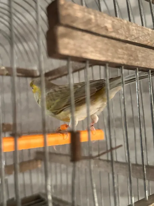 Canari porteur satiner