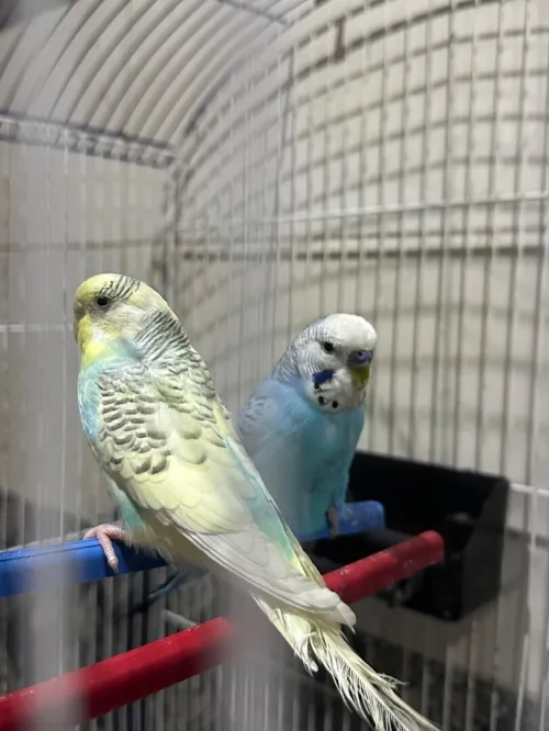 4 couple peruche adultes