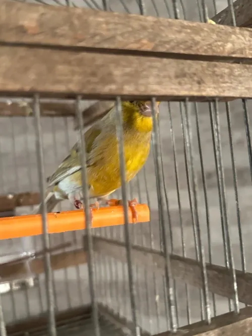 Canari porteur satiner