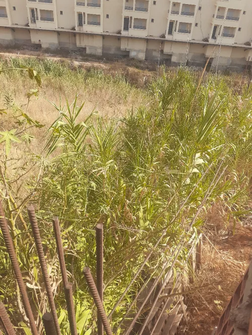 Vente Terrain Alger Ouled fayet
