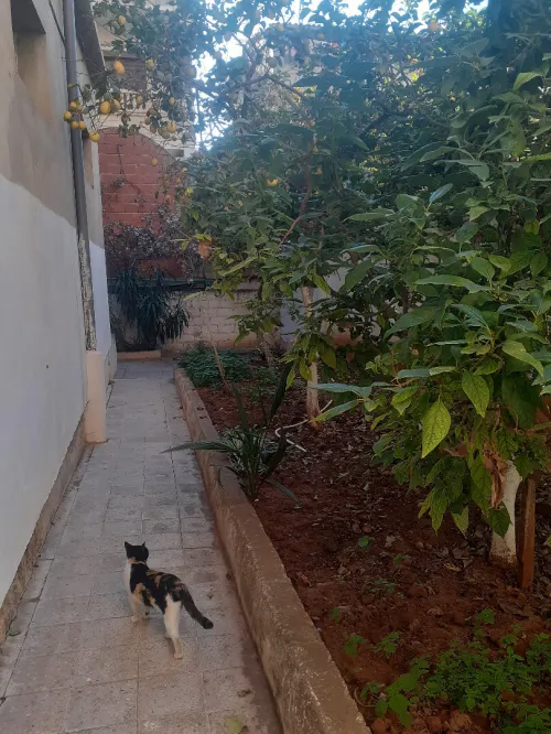 Vente Villa Alger Ouled fayet