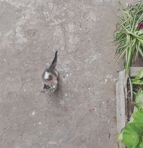 Chaton à donner 