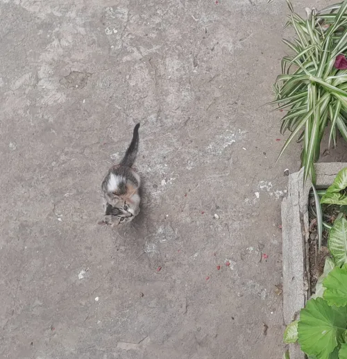 Chaton à donner