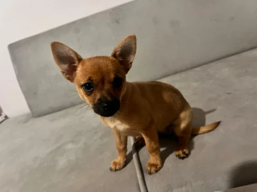  Chiwawa 2 mois femelle Négociable 