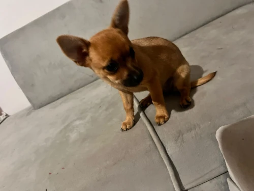  Chiwawa 2 mois femelle Négociable 