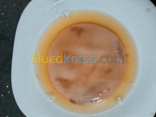 scoby+300ml starter kombucha