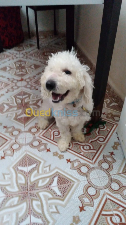 Caniche  blanc