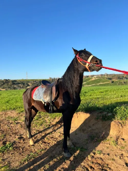 Cheval