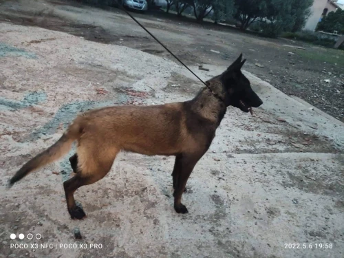 Femelle berger belge malinois 