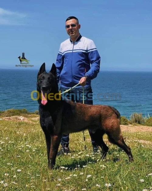 Chiot malinois 