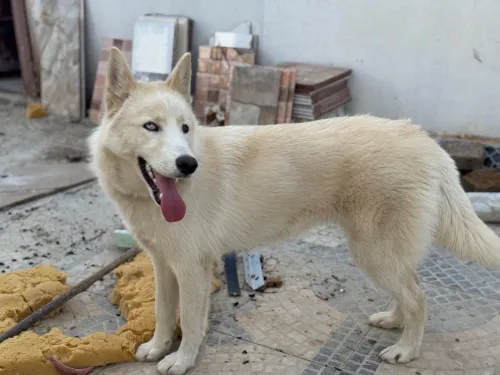 Chien Husky croiser Mlamut