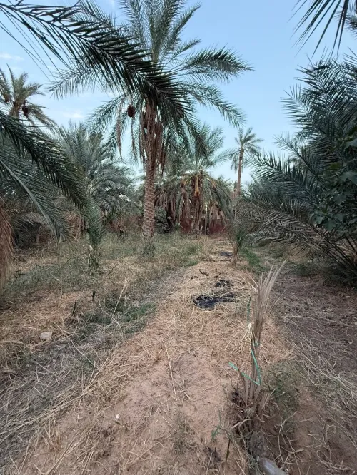 Vente Terrain Agricole Ouargla Rouissat