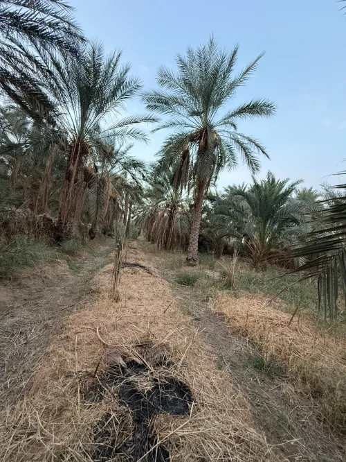 Vente Terrain Agricole Ouargla Rouissat