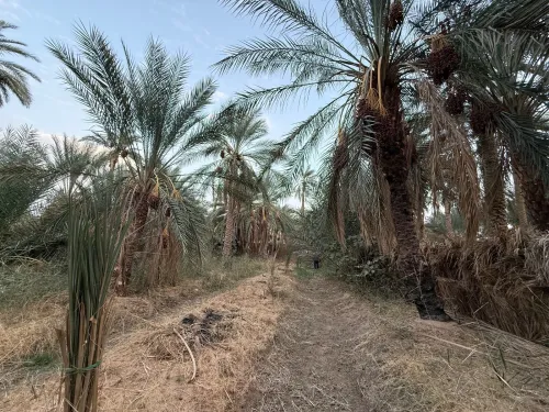 Vente Terrain Agricole Ouargla Rouissat