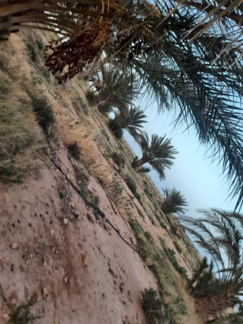 Vente Terrain Agricole Msila Bou saada