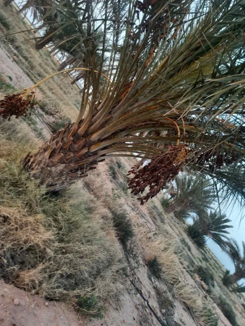 Vente Terrain Agricole Msila Bou saada