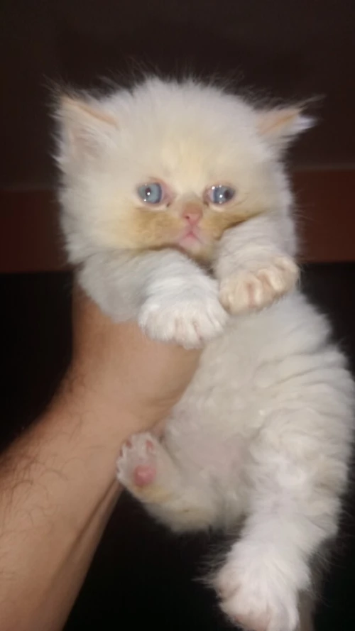 Chatons a réservé 