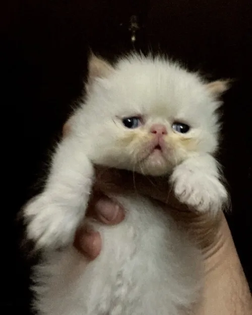Chaton persan Himalaya red point piké face