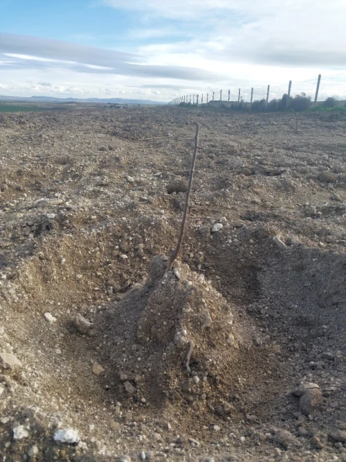 Vente Terrain Agricole Sidi Bel Abbès Sehala thaoura