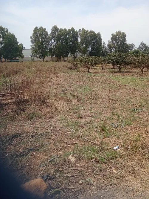 Vente Terrain Tipaza Kolea