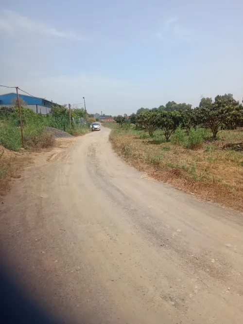 Vente Terrain Tipaza Kolea