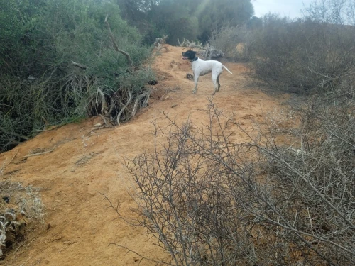 Chienne de chasse