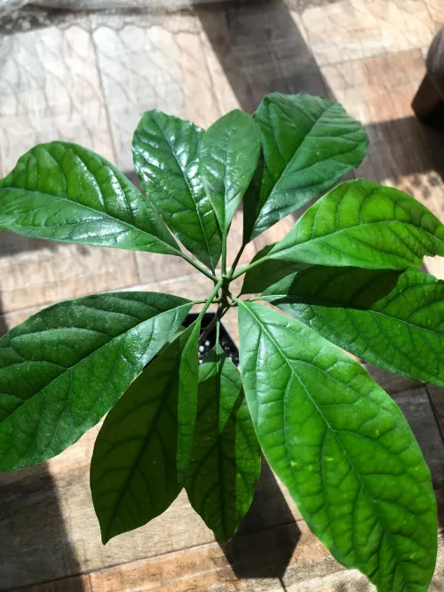 Plante Avocado non-greffés