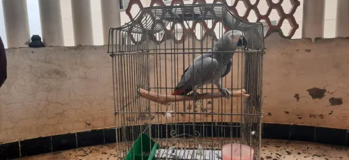 Perroquet gabon