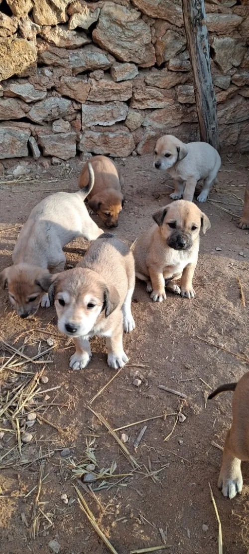 On donne des chiots
