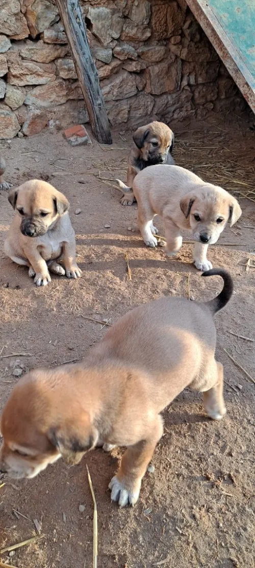 On donne des chiots