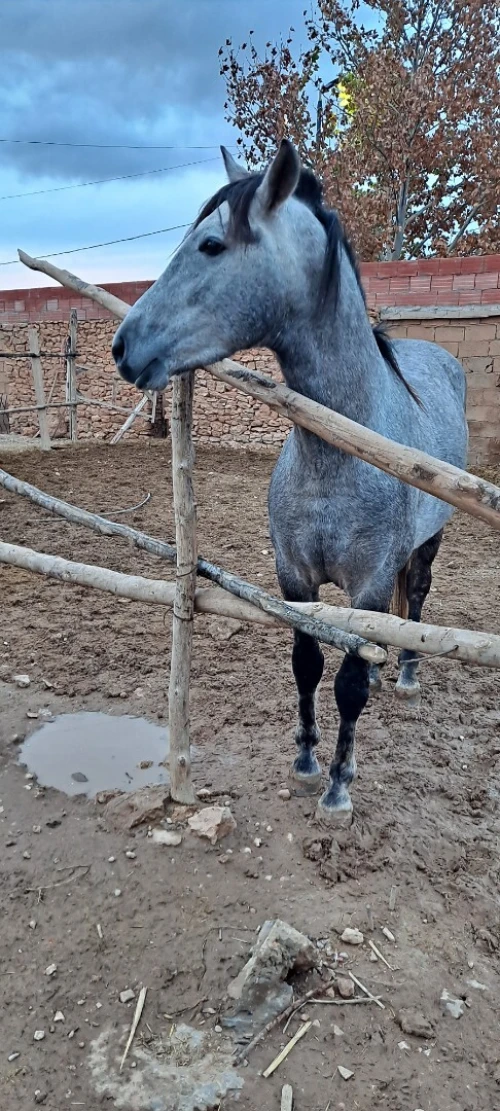Cheval