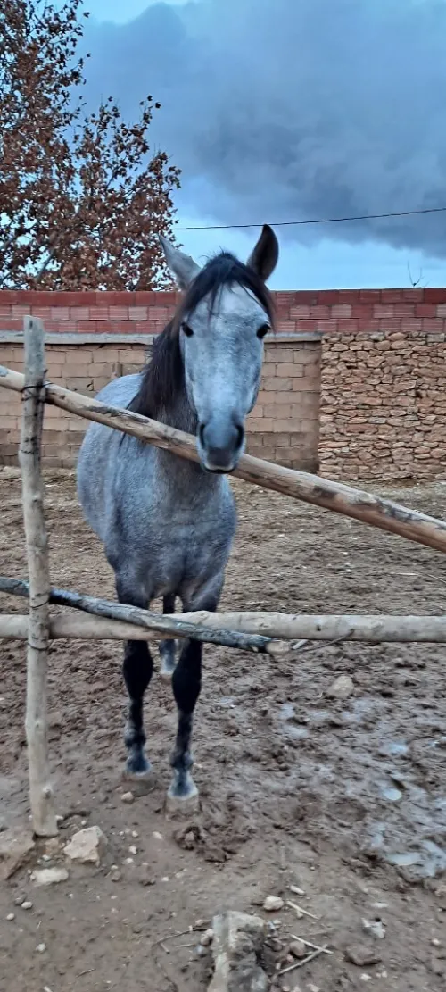 Cheval