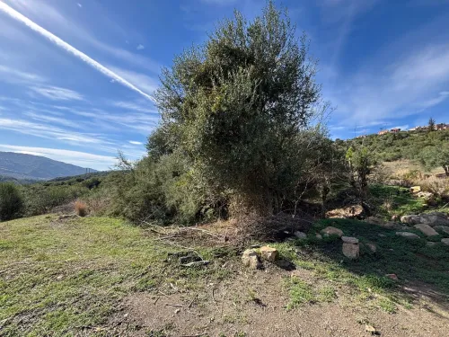 Vente Terrain Tizi Ouzou Boudjima