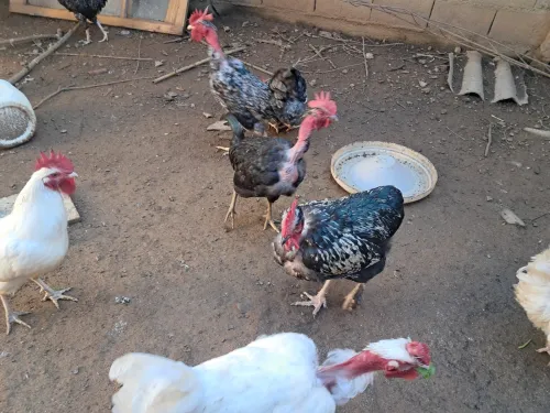 Poulet de la ferme