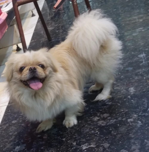 Pekinois male 8 mois