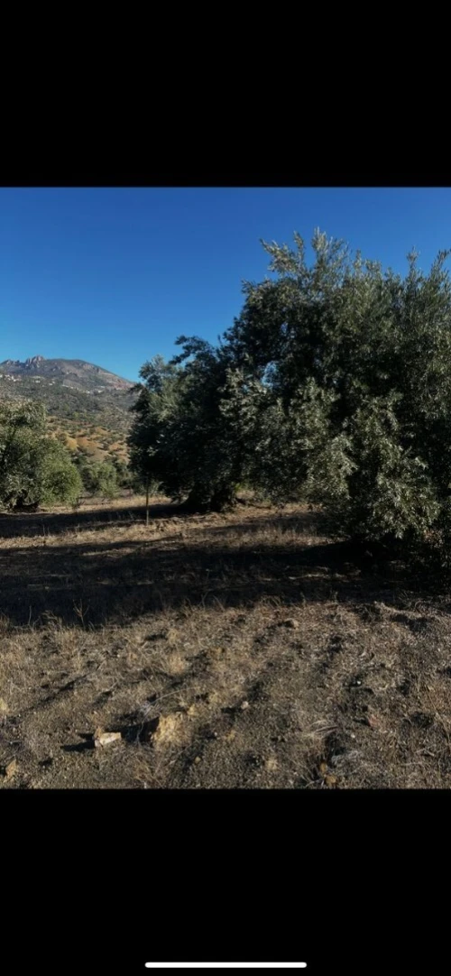 Vente Terrain Sétif Beni ouartilene