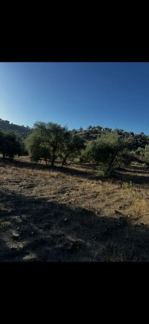 Vente Terrain Sétif Beni ouartilene