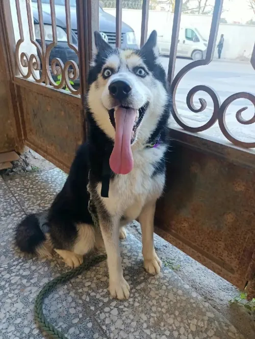 Husky Sibérien mâle 1 an et demi