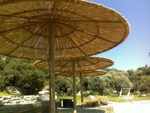 Parasol