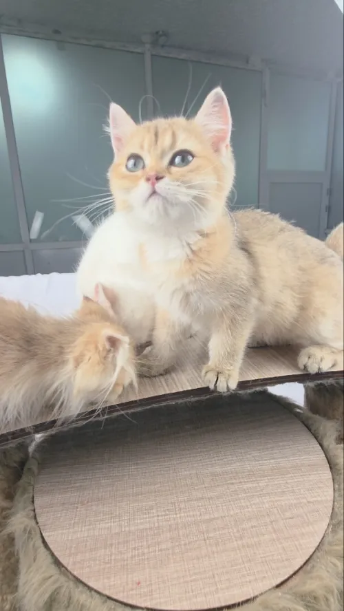 Golden GOLD British cat قطة انثي للبيع من نوع سكوتيش شعر قصير والقطة الثانية  انثي من نوع بريتش شعر قصير