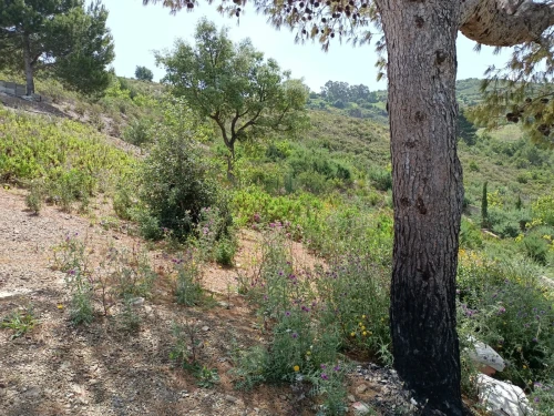 Vente Terrain Tizi Ouzou Azeffoun