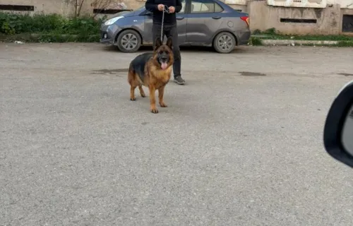 vrai berger allemand non pedigree