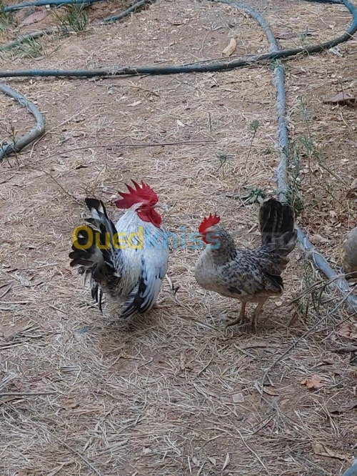 Coq chinoi 