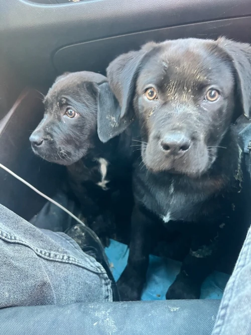 Cane corso